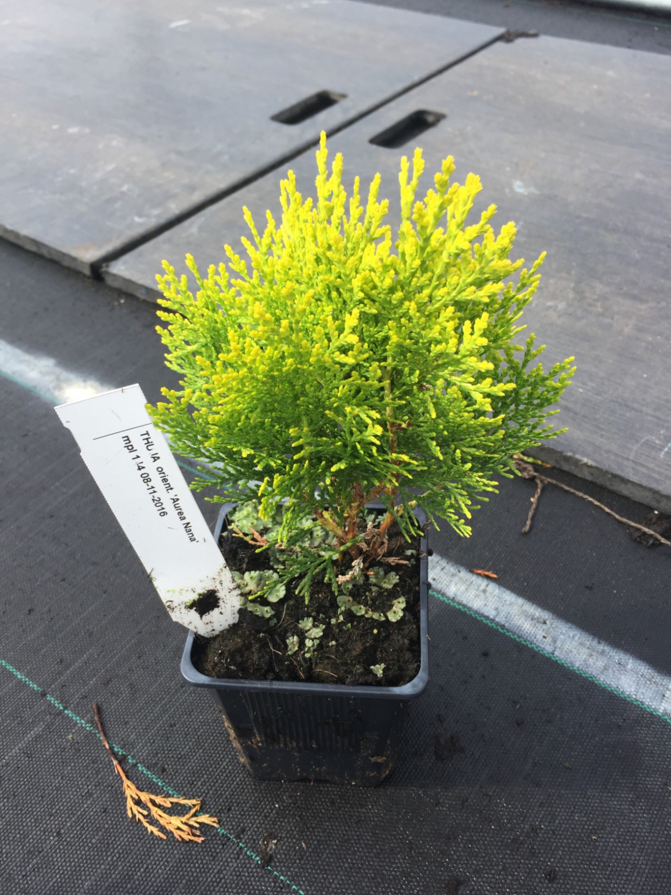 Туя восточная Ауреа Нана